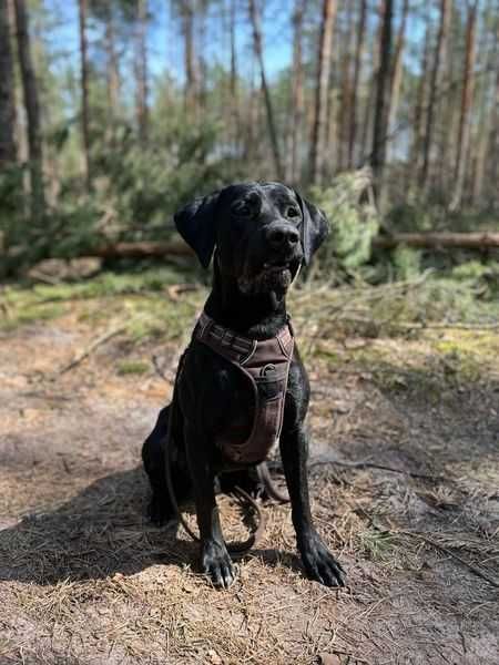 W typie rasy labradora, poukładany Draco czeka na dom