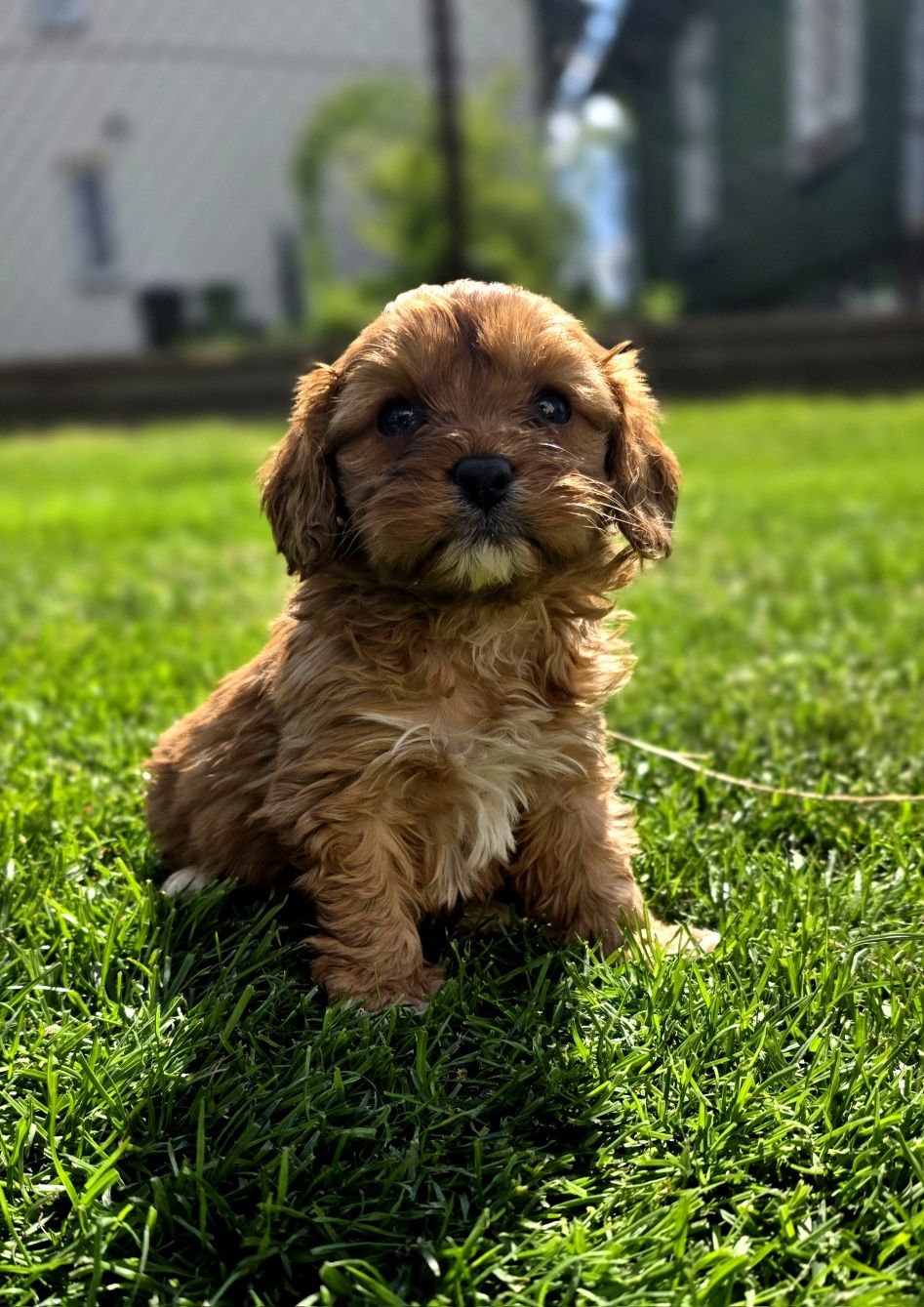 Cavapoo piesek f1 mini OSTATNIA!
