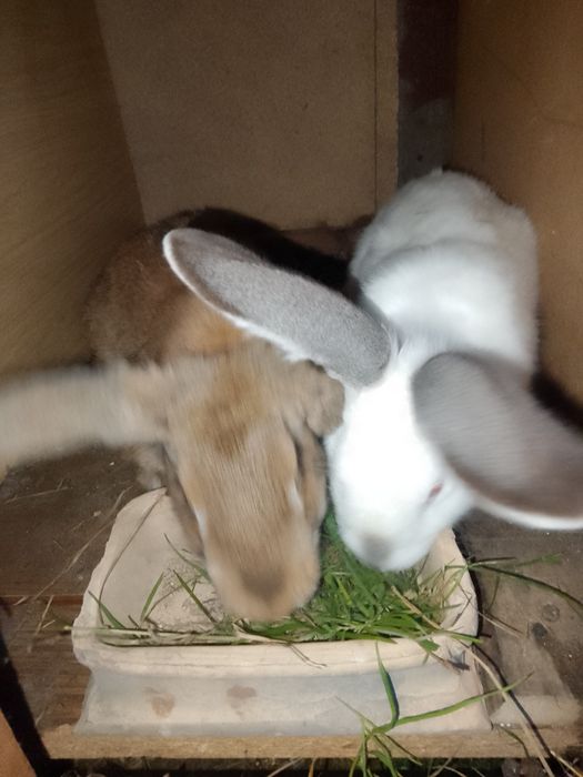 Sprzedam króliki mieszance