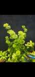 Limnophila sessiliflora roślina akwariowa
Limnophila sessiliflora rośl