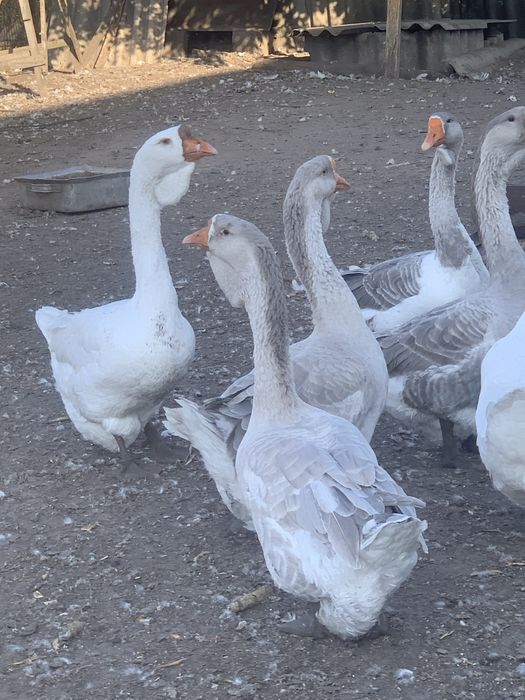 Продам молодих гусей холмогорів