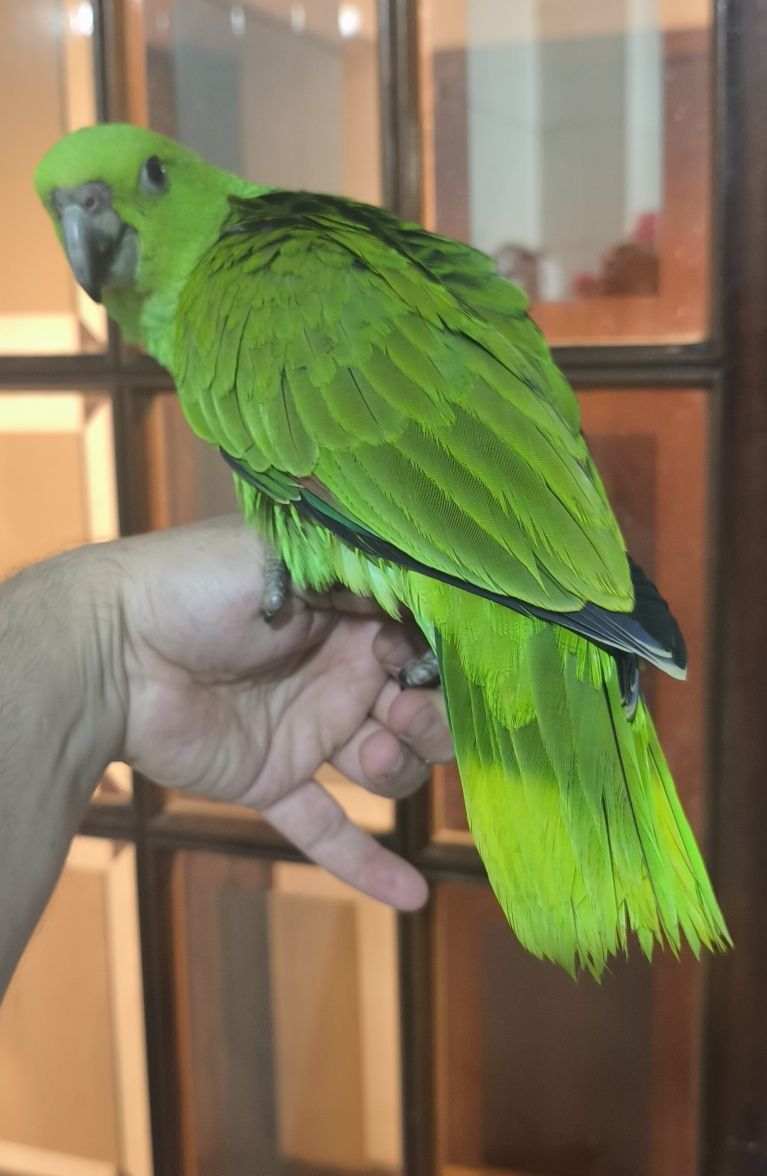 Papagaio amazona o auropallita