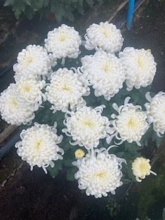 Chryzantemy wielkokwiatowe i drobnokwiatowe