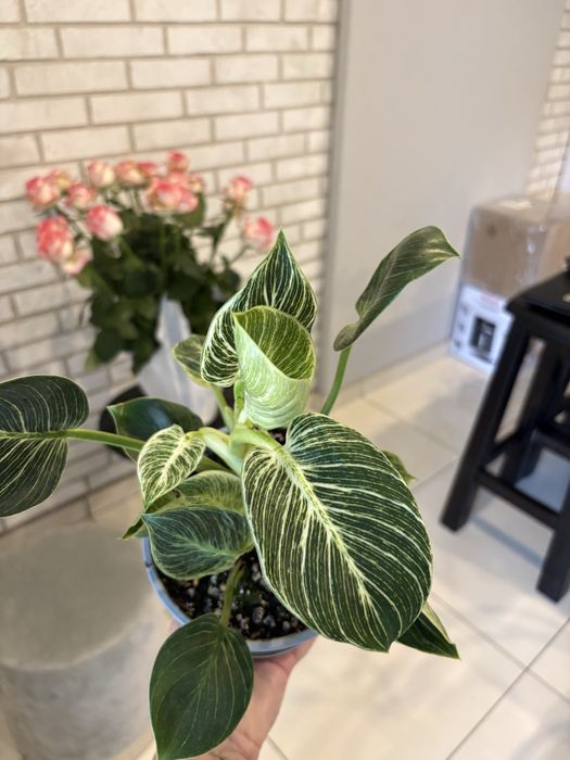Philodendron Birkin od 22zl
