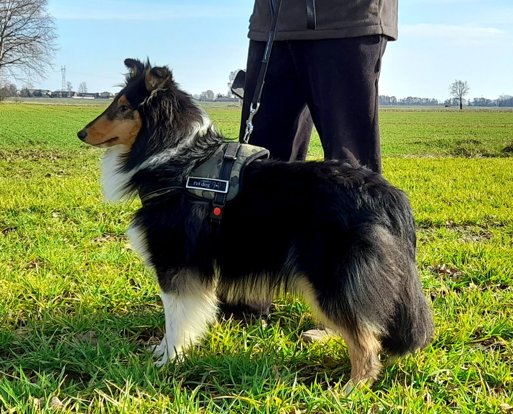 Owczarek szkocki Collie długowłosy piesek