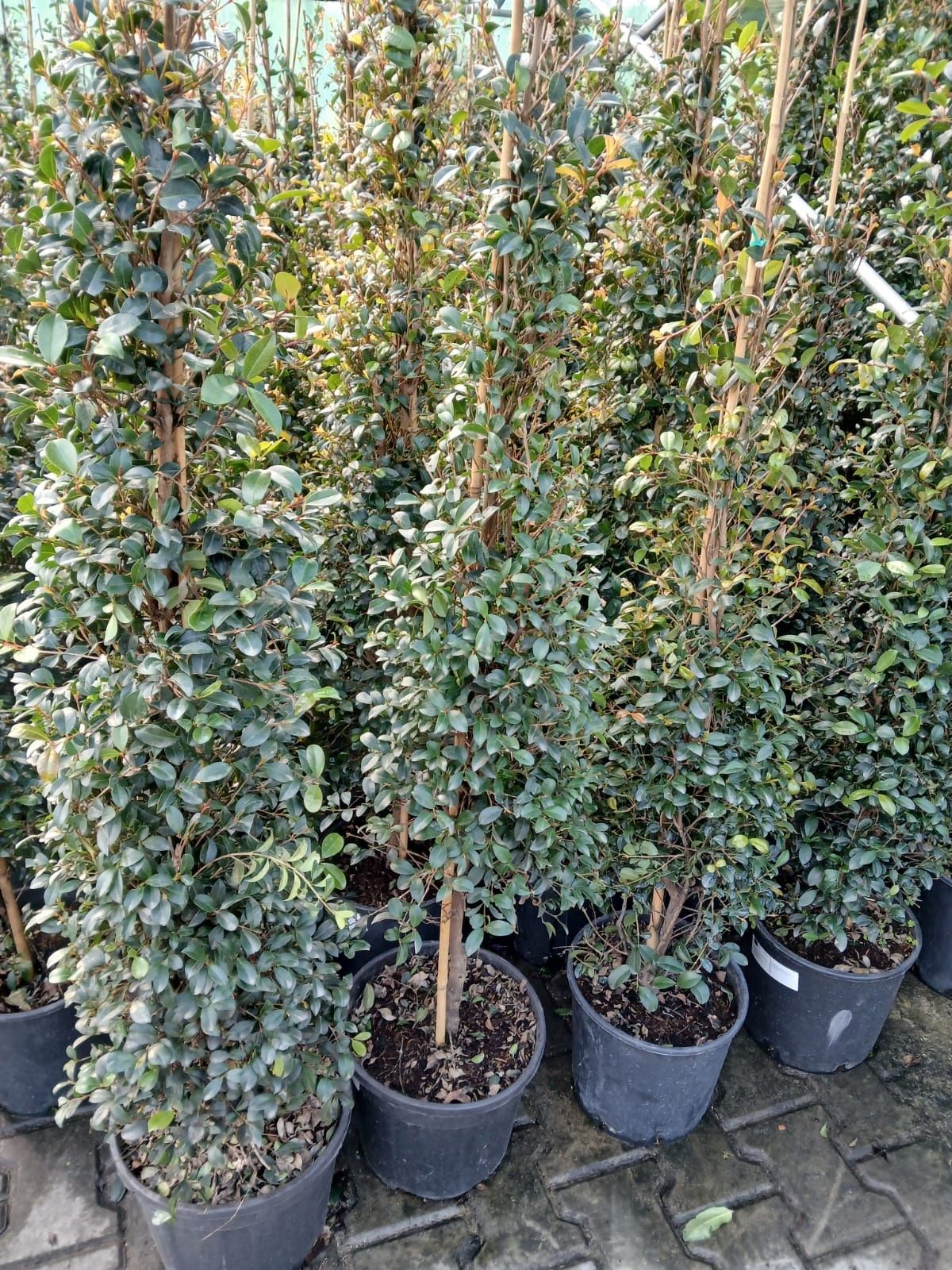Eugenias Myrtifolia