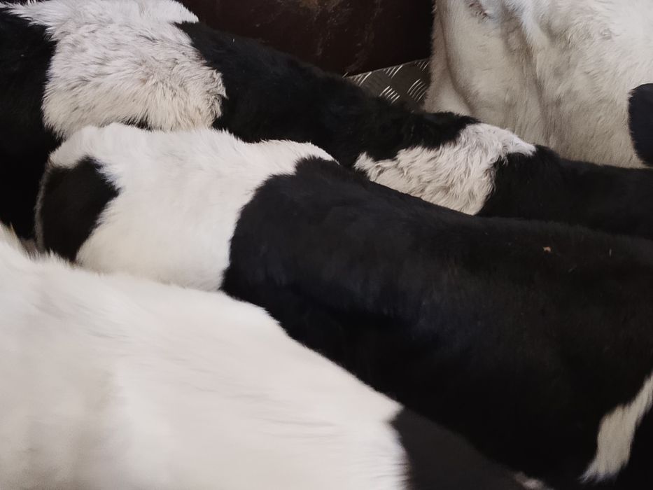 Sprzedam 6 byczków polskich