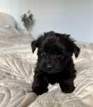 Czarny piesek ELVIS Yorkshire Terrier