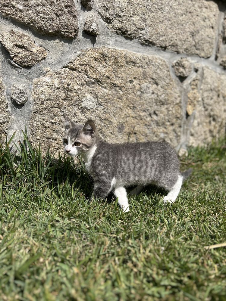 Gatinho para adoção