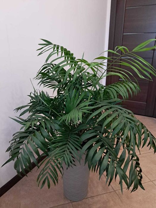 Пальма Хамедорея в горшку 1м.
