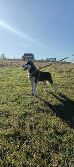 Молодий хаскі в пошуках люблячої родини