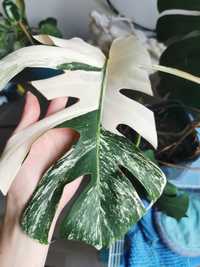 Monstera variegata pędówka sadzonka pędowa