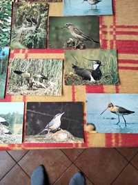 Stare pocztówki z ptakami