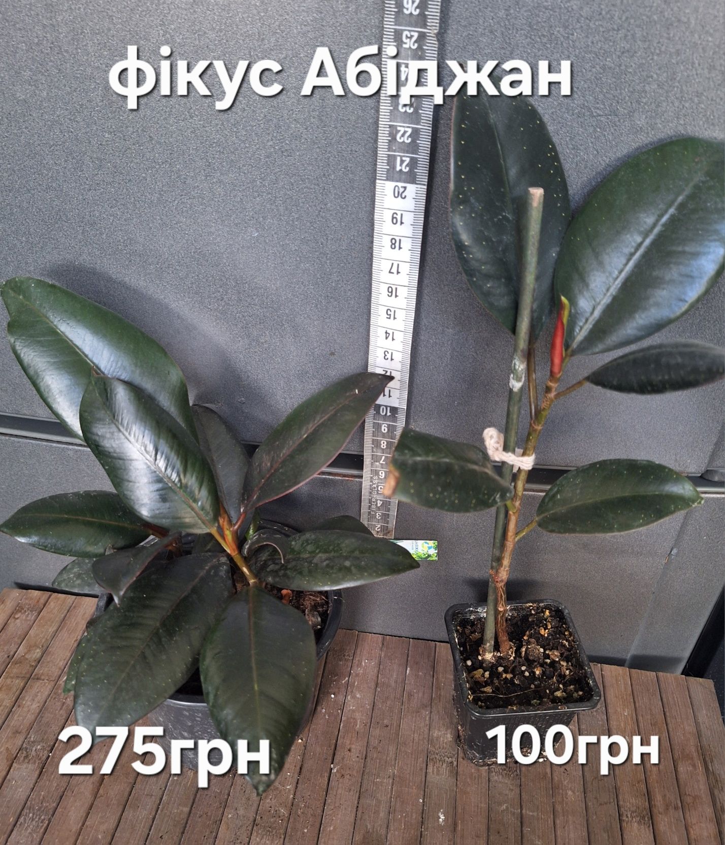 продам кімнатні рослини