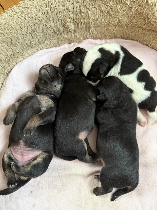 Szczeniaczki do odbioru