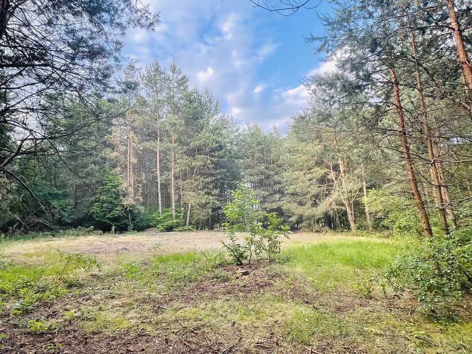 Dzialka budowlana w lesie. 0,44 ha z WZ
