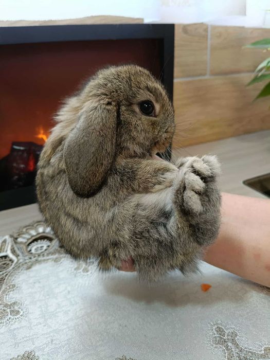 Mini Lopy baranki królik karzełek .Hodowla zarejestrowana KZHK