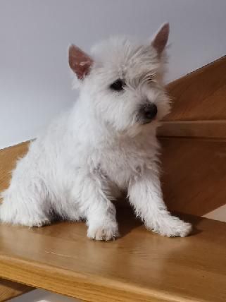 6 miesieczny piesek rasy West highland white terrier