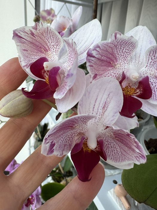 Продам домашні орхідеі