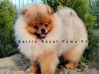 Szpic miniaturowy,Pomeranian ZKwP