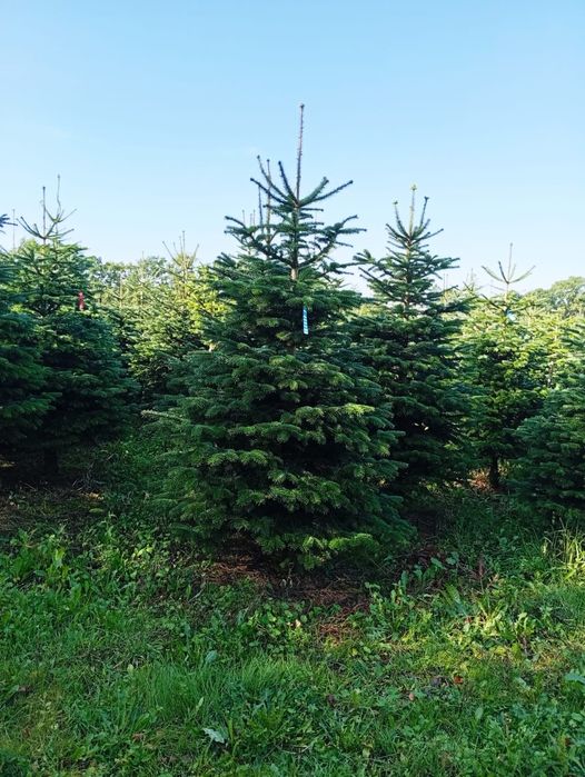 Jodła kaukaska CHOINKI do200 STANDARD KL II