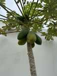 Plantas de mamo para o jardim.E colher boa fruta