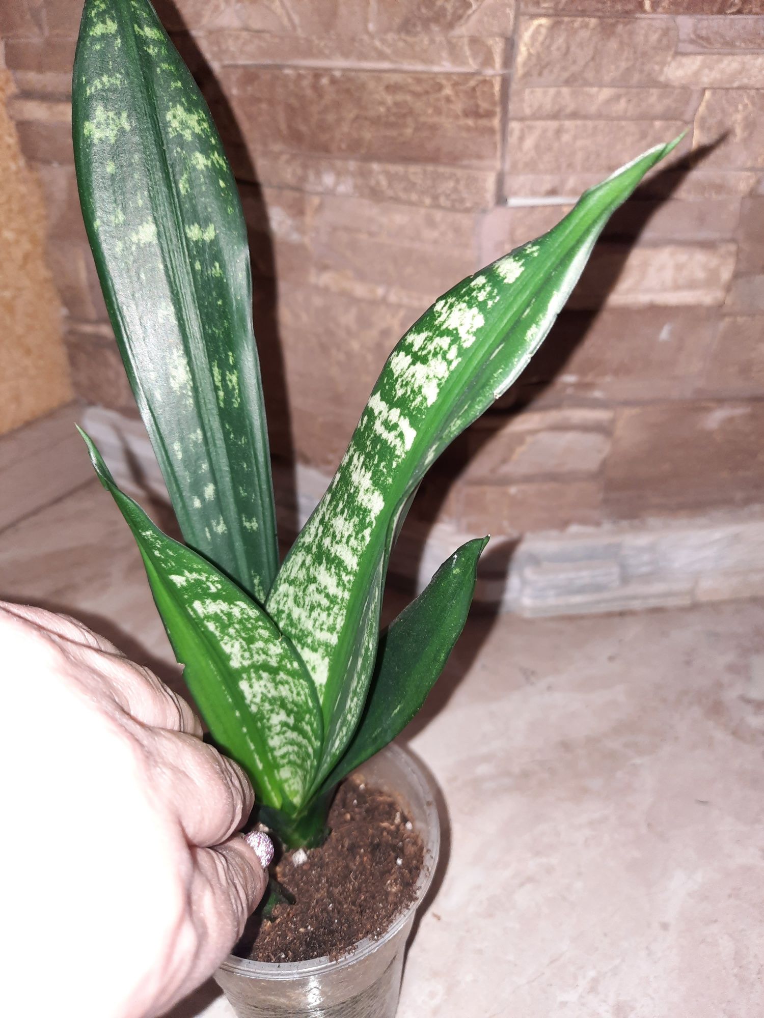 Сансевієрія.Сансевиерия.Sansevieria