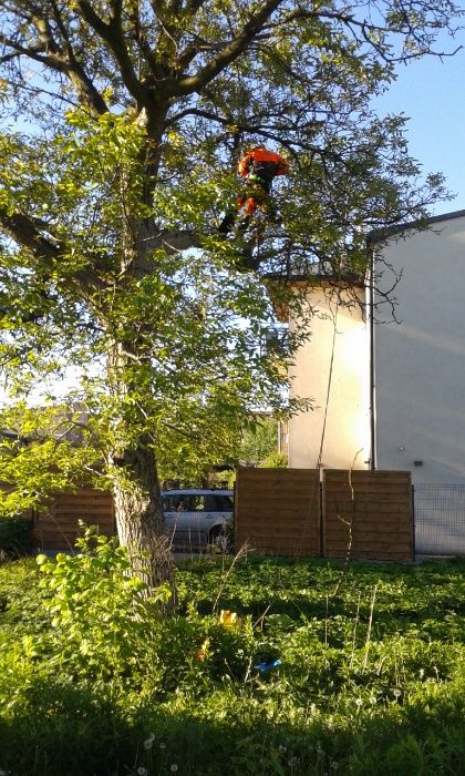 Cięcie przycinanie wycinka drzew Pabianice Łódź Aleksandrów Ksawerów