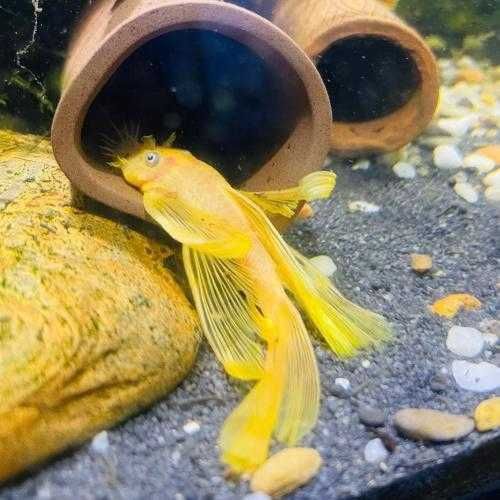 Ancistrus varias linhas