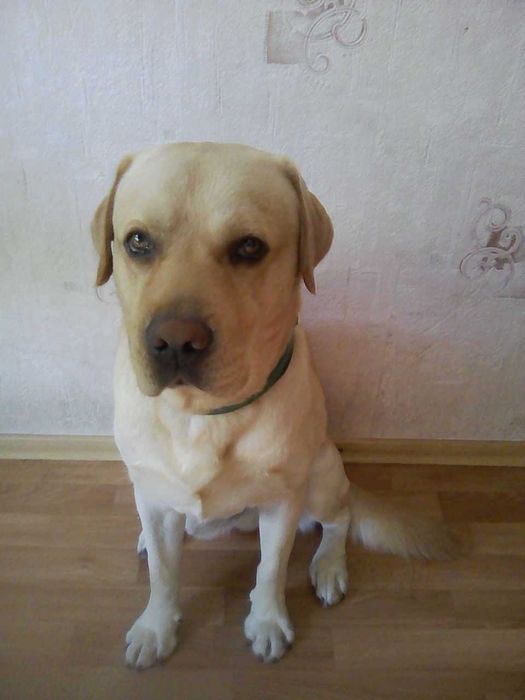 Вязка . Мальчик для девочки.