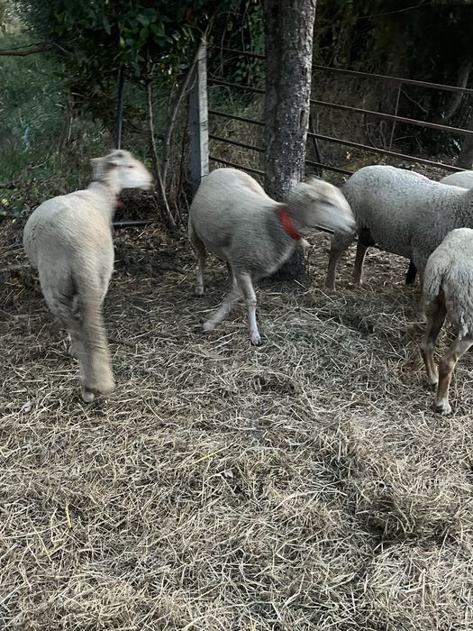 3 borregas para venda