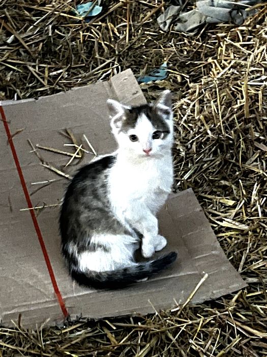 Młode śliczne kotki do oddania. Kot do adopcji.