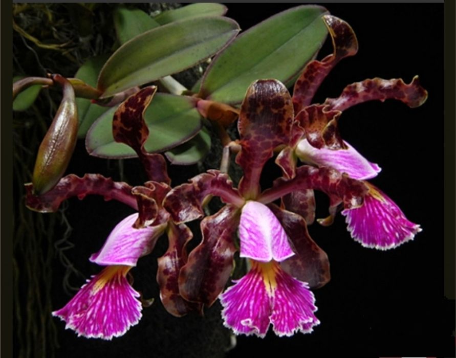 Орхидея каттлея Шиллериана