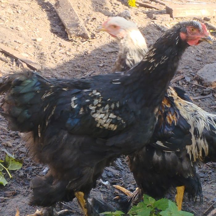 Kury ozdobne i nie tylko