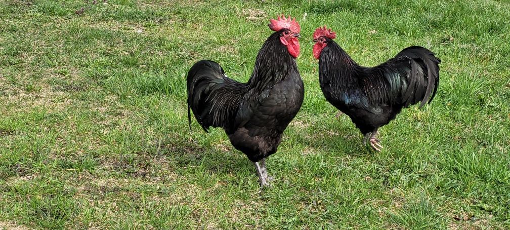 Koguty araukan i australorp