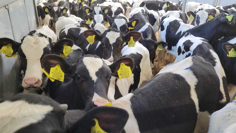 Byczki i Jałówki POLSKIE Czarno białe i Mięsne