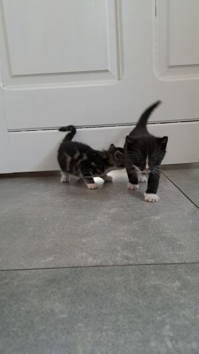 Oddam 3 małe kotki w dobre ręce