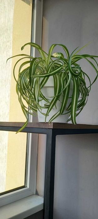 Продам хлорофитум "Бонні"