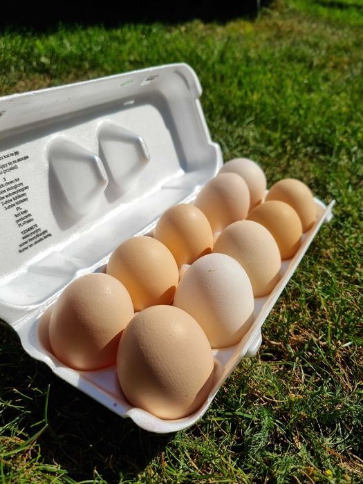 Jajka wiejskie z naturalnej hodowli