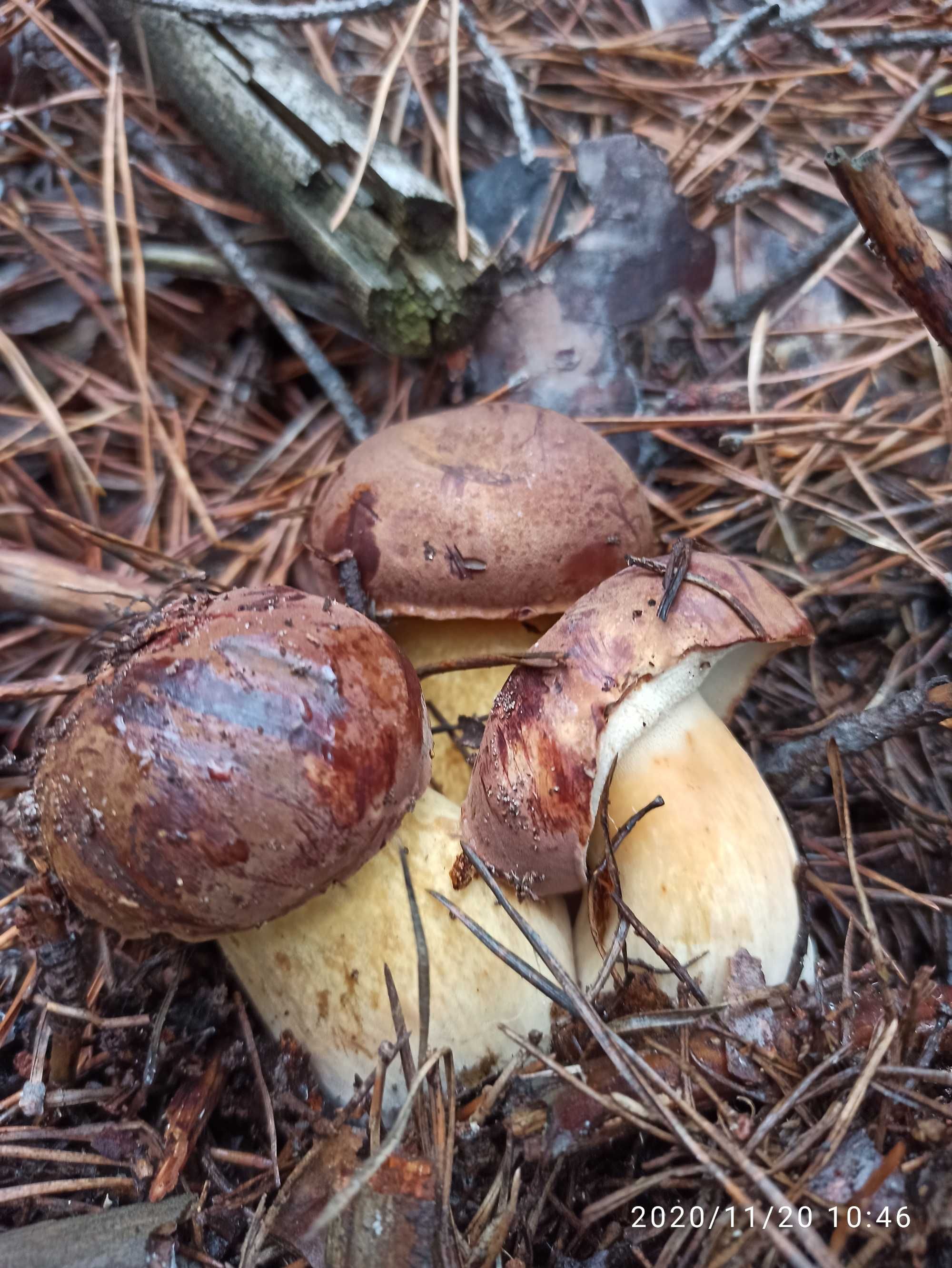 Маринованные грибы: польские козляки, зеленушки, мариновані гриби
