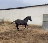Vende-se expecional Poldra PSL