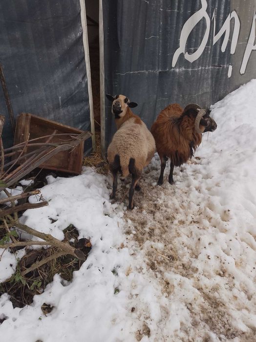 Owca kameruńska z małymi