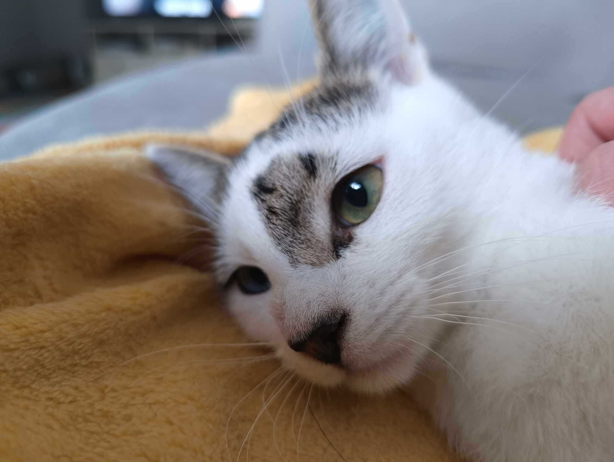 Topek został Kamilem i w nowym dt czeka na odpowiedzialną adopcję.