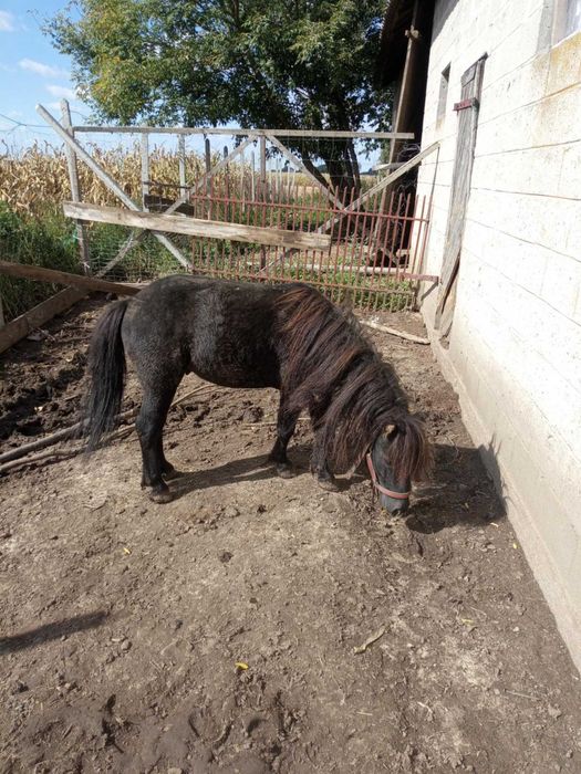 Kucyk ogierek 5 letni objezdzony