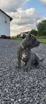 american staffordshire terrier