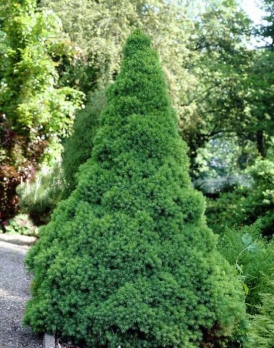 Ялинка Коніка ( 33-34 см) Рівне