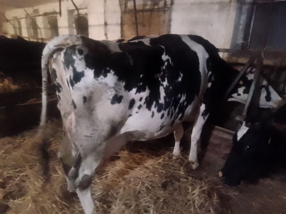 Krowa mleczna z mlekiem