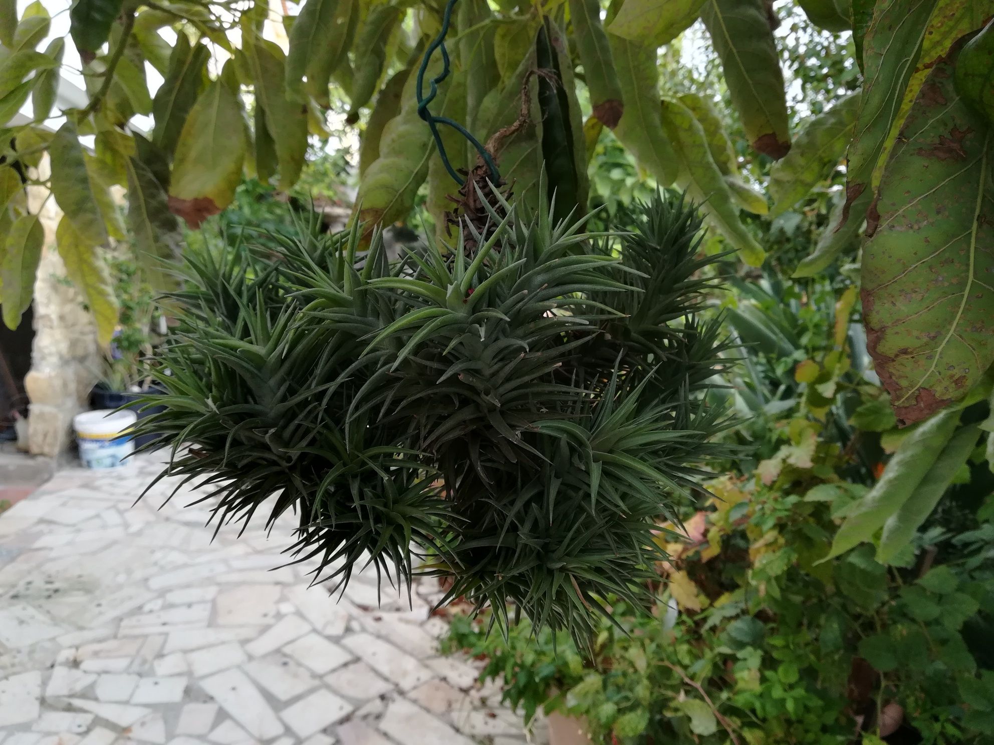 Planta aérea da madeira cravos pequenos