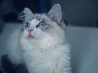 Kotka Ragdoll, rasowa rodowodowa, FPL FIFE