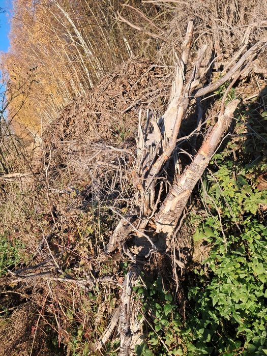 Korzenie opał oddam za darmo